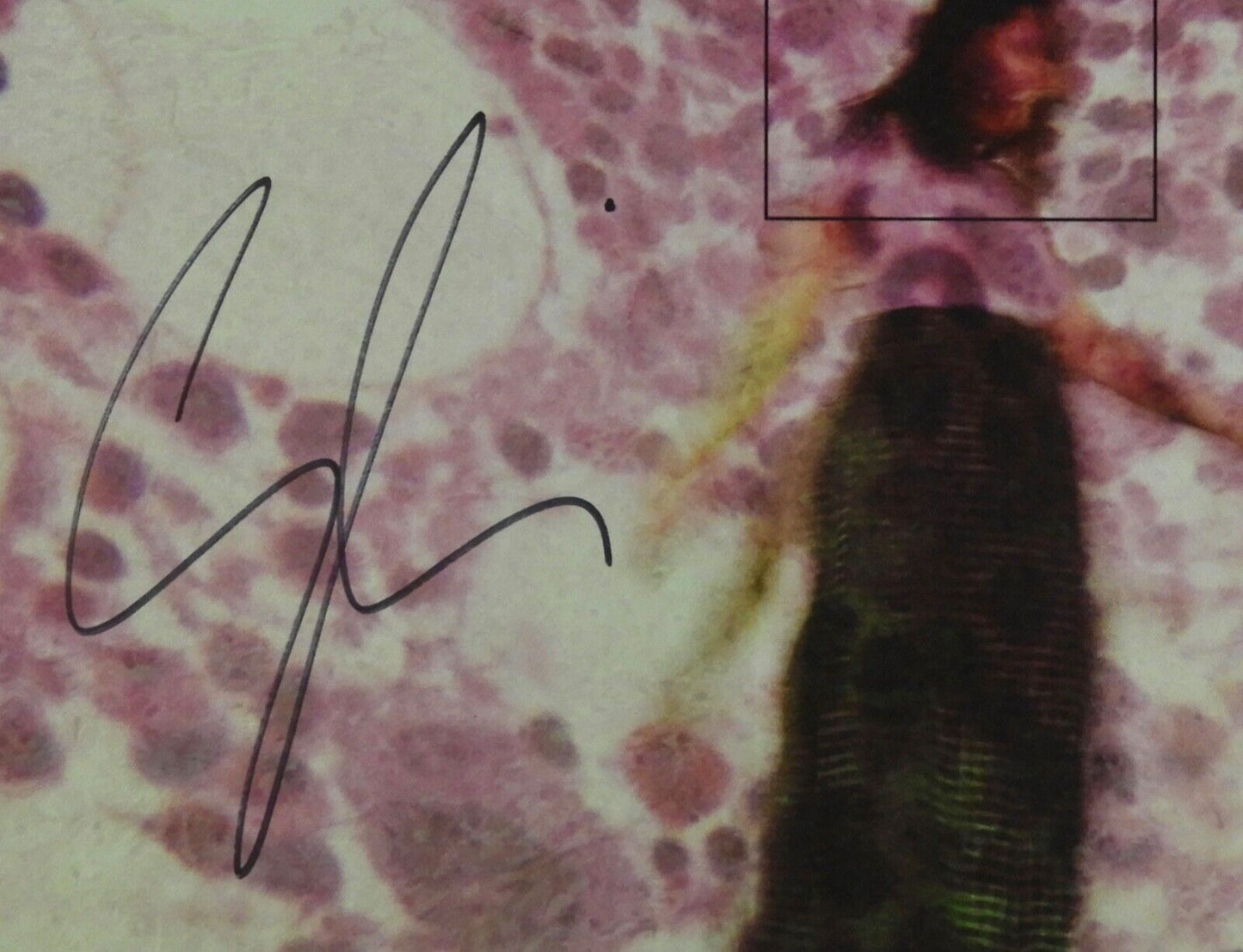 Soccer Mommy Sophia Allison JSA Signed Autograph Album Record